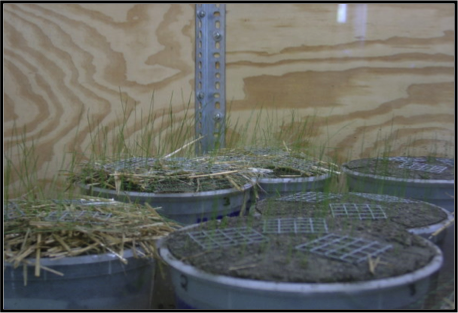 Bench-Scale-Tests-Germination-Vegetation-Growth-ASTM-D-7322